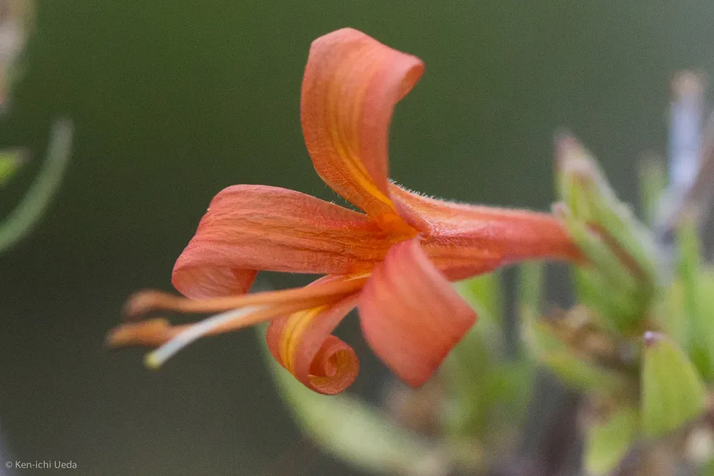 Thurber's Desert Honeysuckle