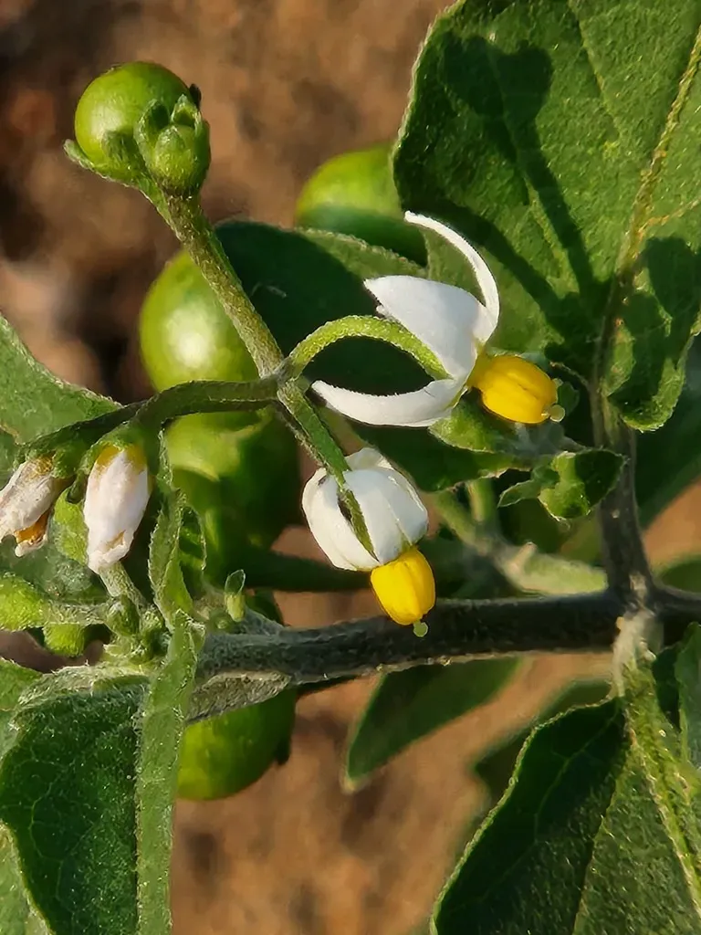 American Black Nightshade
