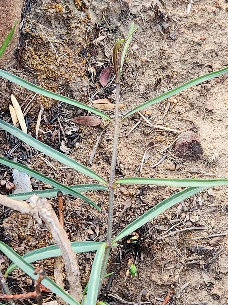 Raphionacme Velutina