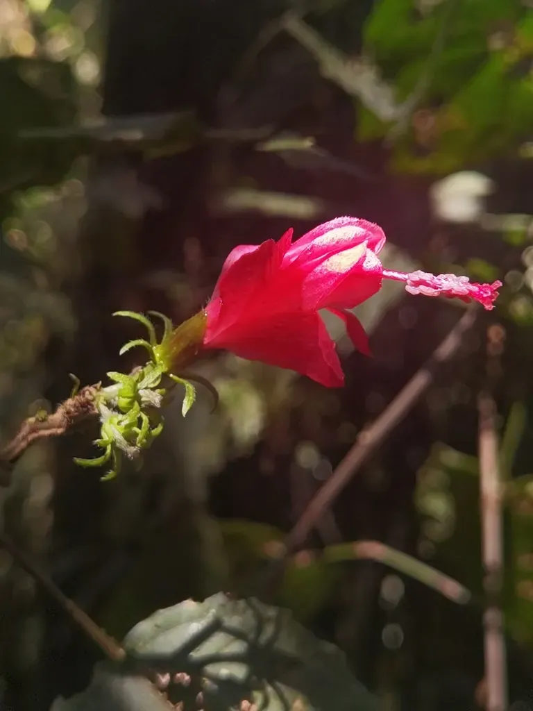 Malvaviscus Concinnus