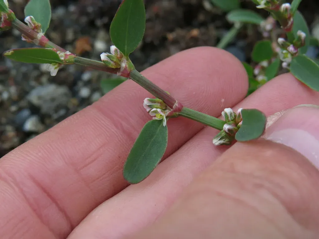 Small's Knotweed