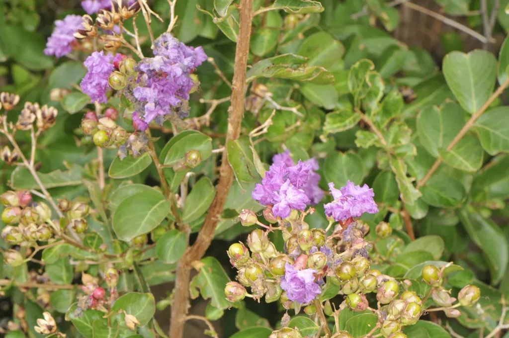 Crape Myrtle