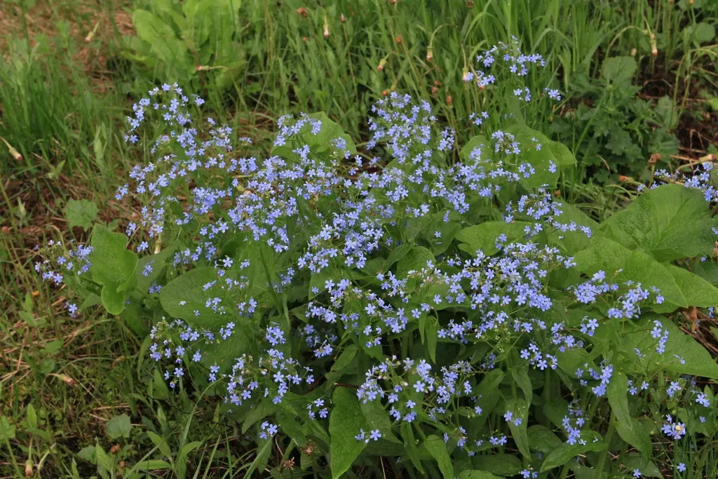 Siberian Bugloss