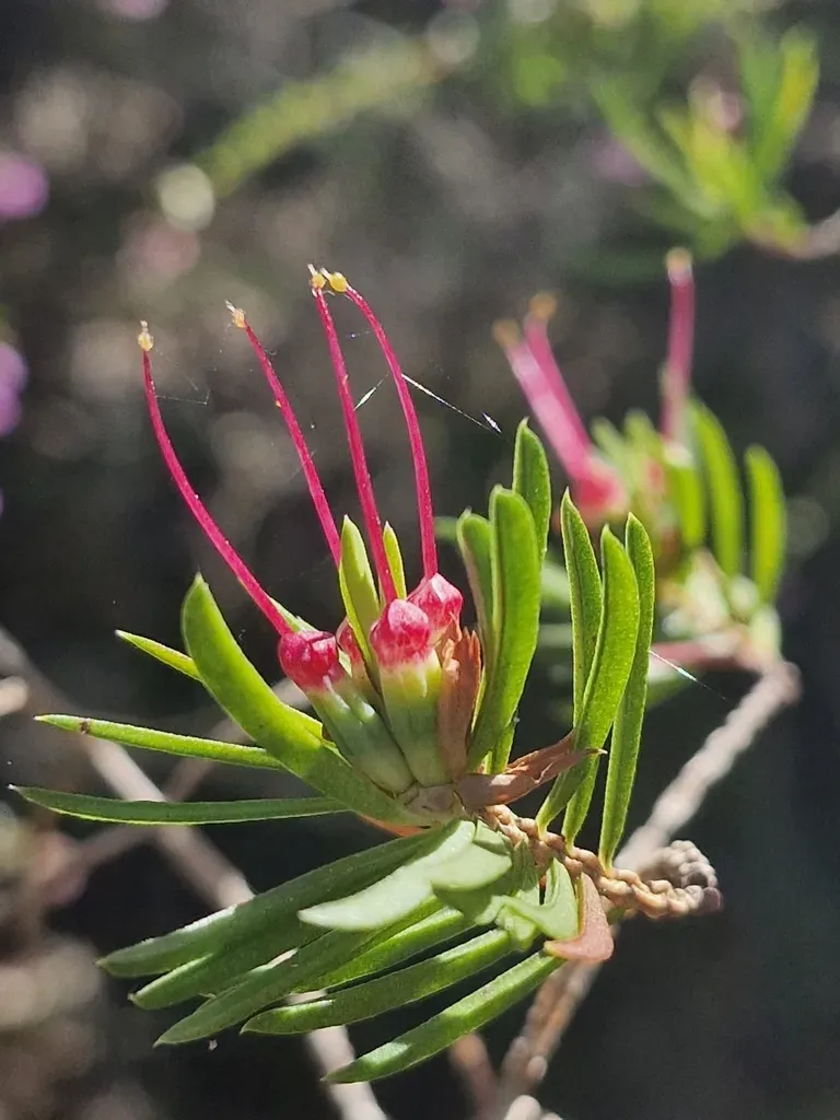 Darwinia Procera