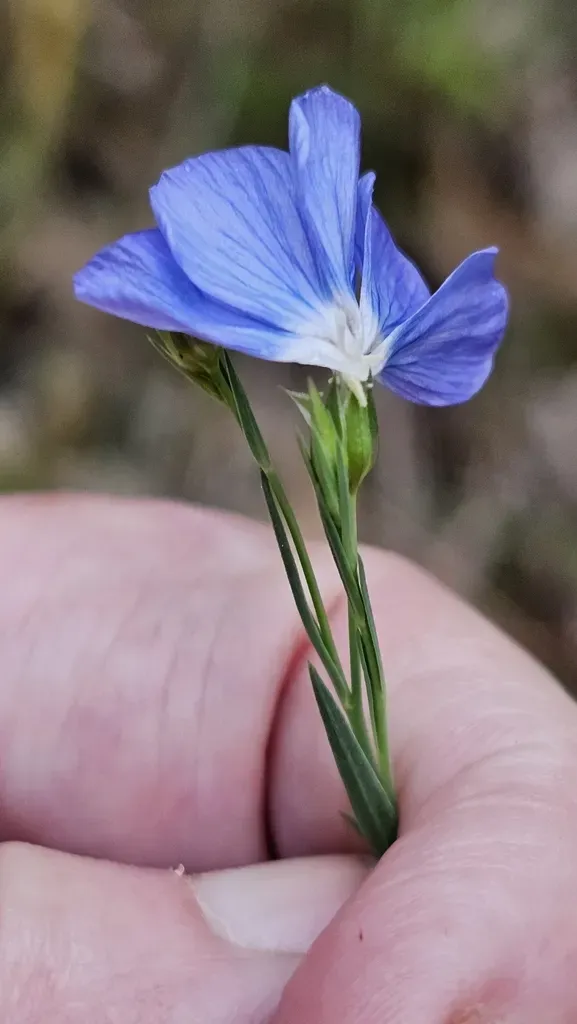 Native Flax