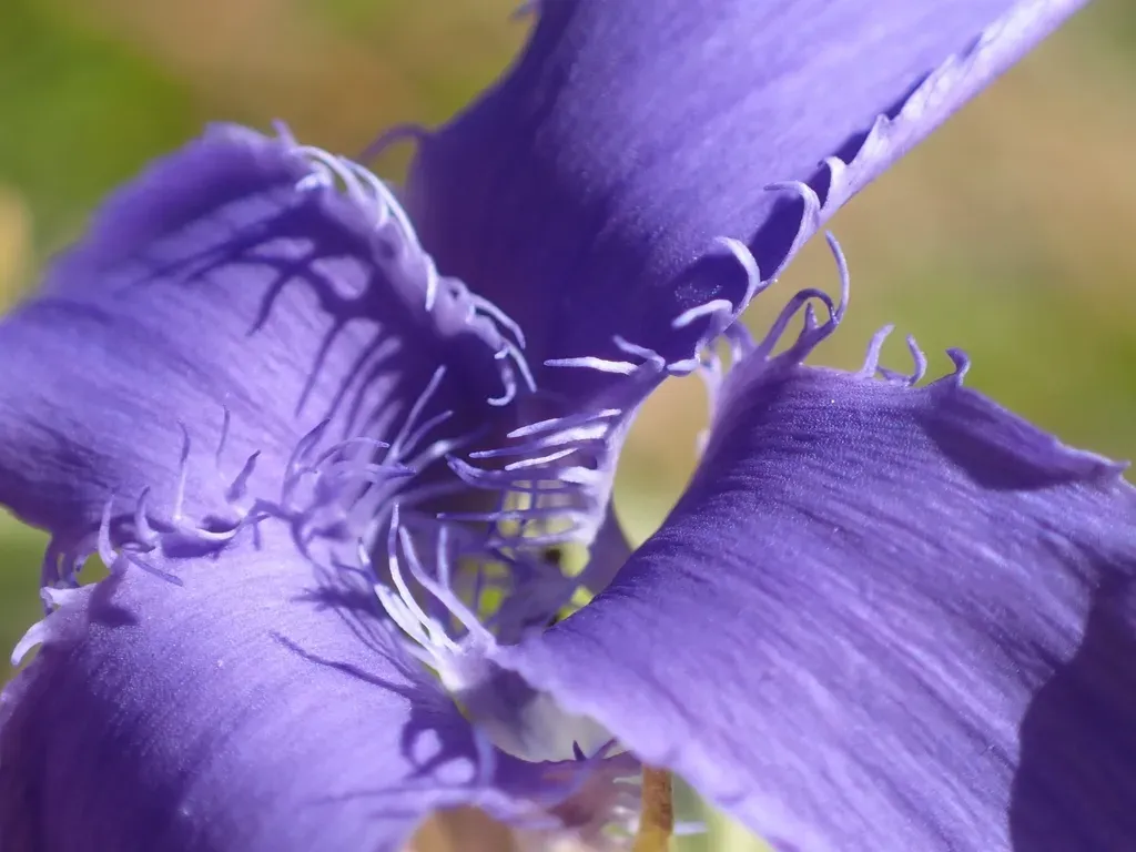 Fringed Gentian