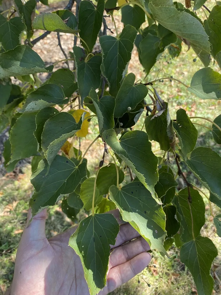 Tilia Japonica