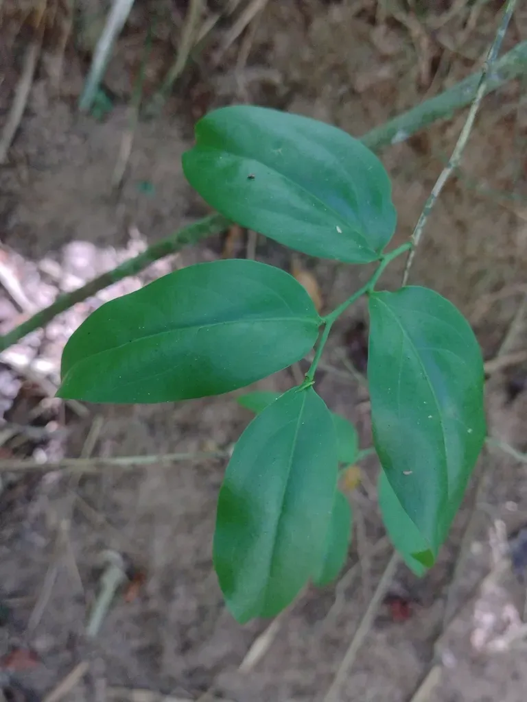 Schoepfia Brasiliensis