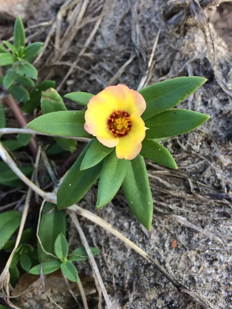 Portulaca Mucronata