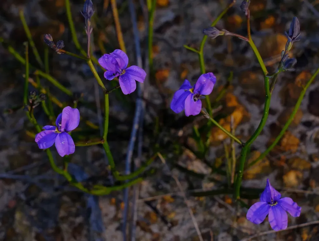 Goodenia Pterygosperma