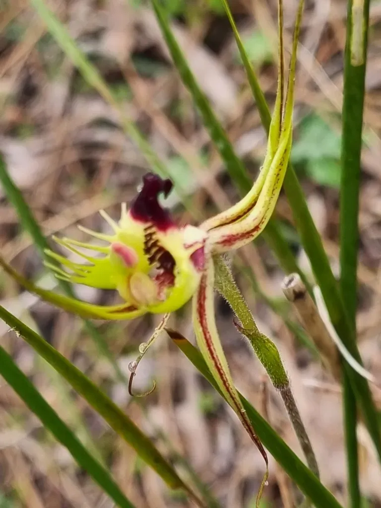 Mantis Orchid