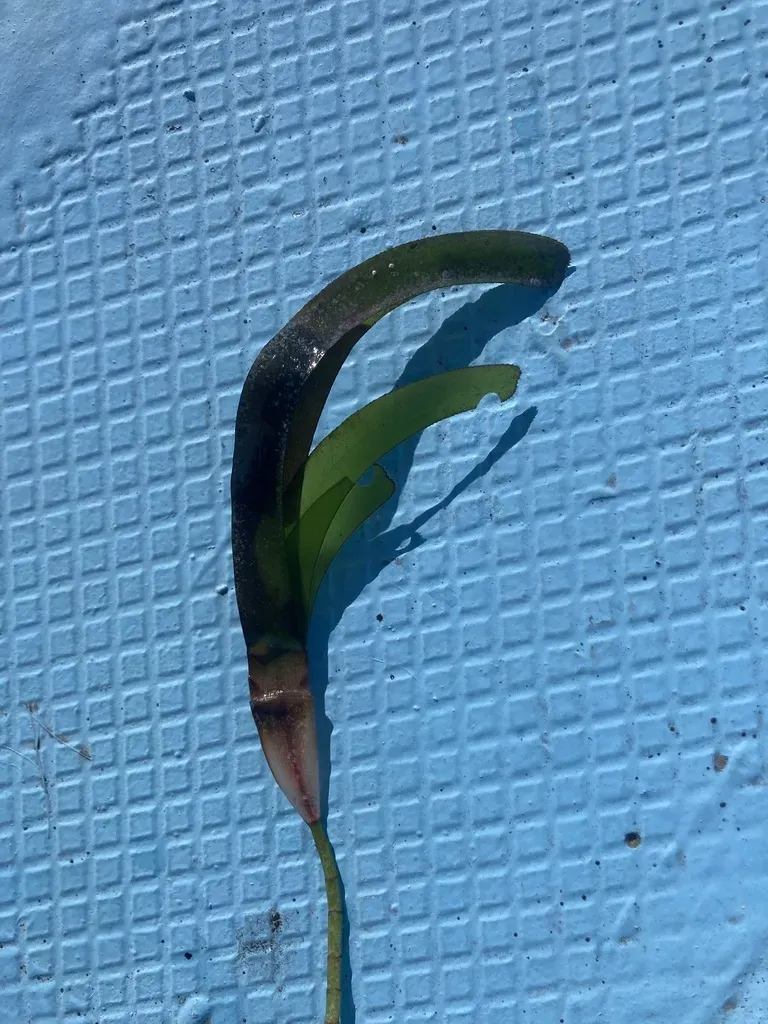 Sickle-leaved Cymodocea