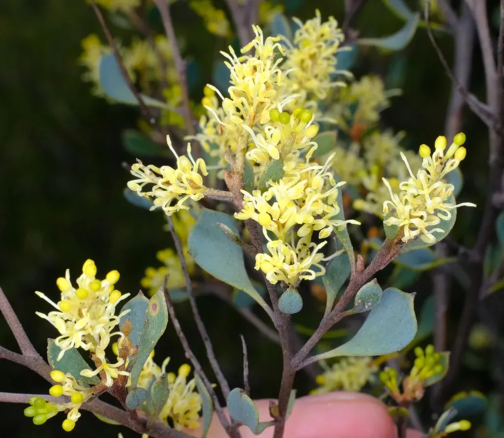 Grevillea Shuttleworthiana