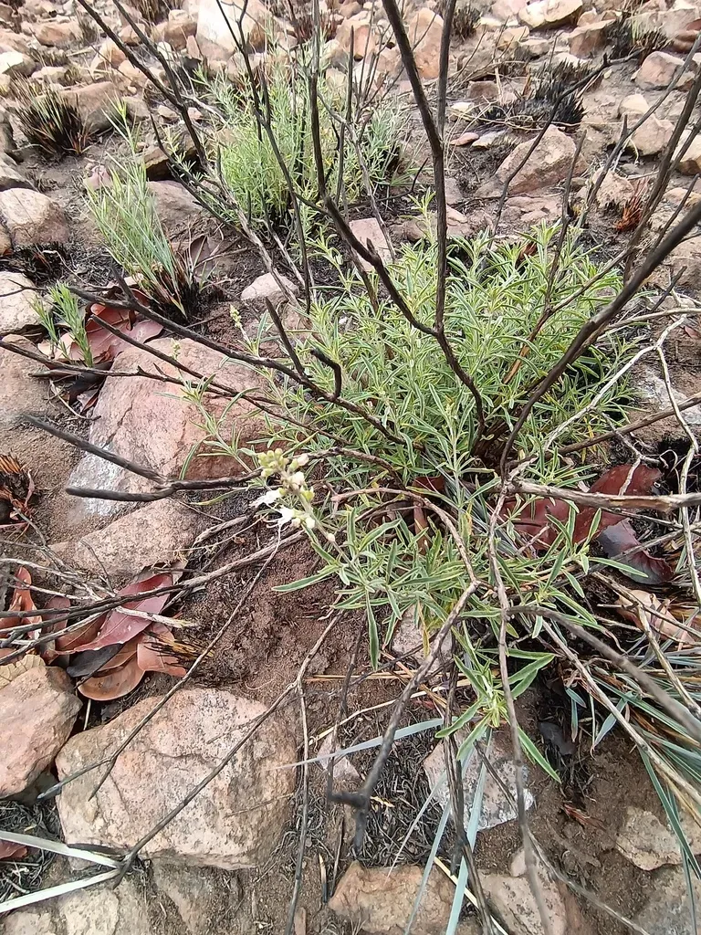 Narrowleaf Cats Whiskers