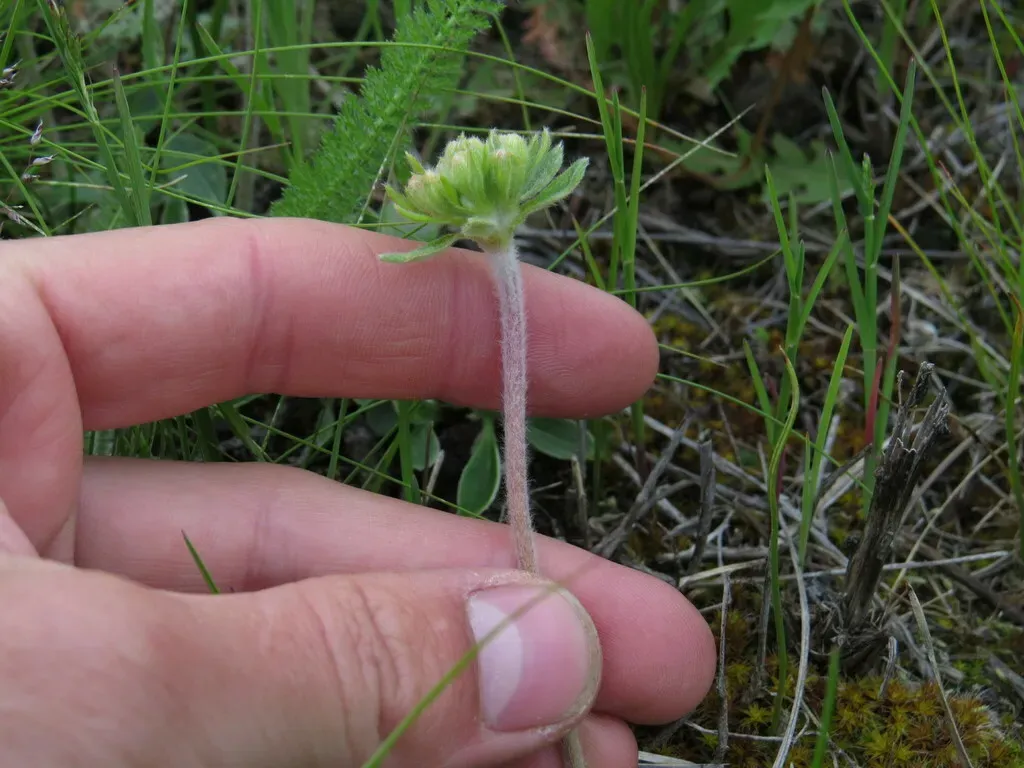 Alpine Golden Buckwheat