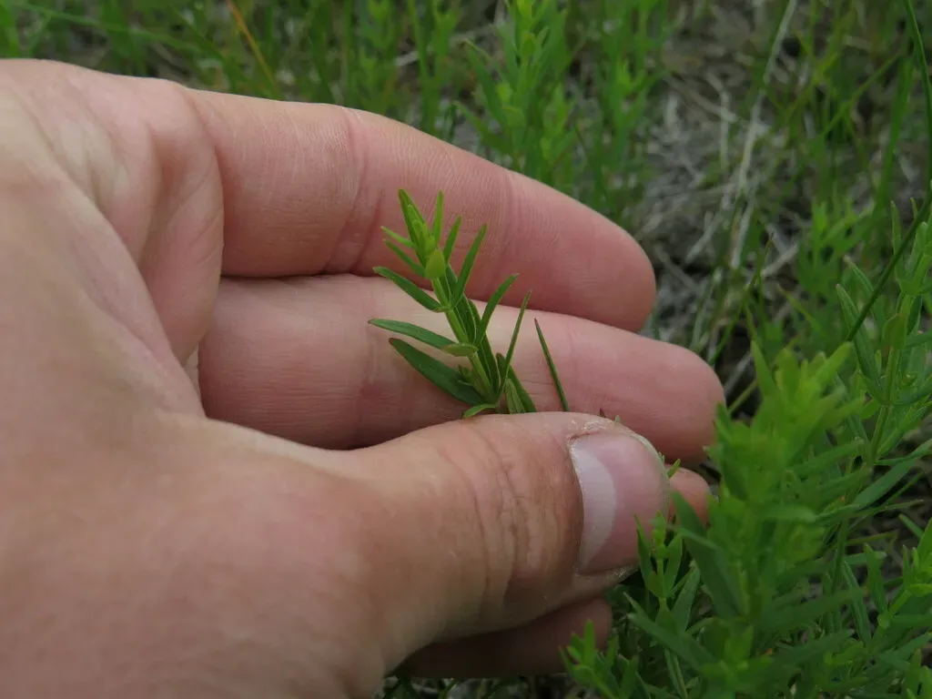 Northern Bedstraw