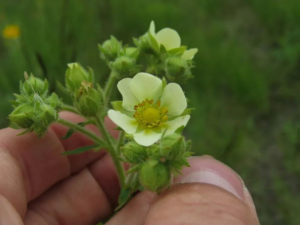 Lily-of-the-valley False Cinquefoil