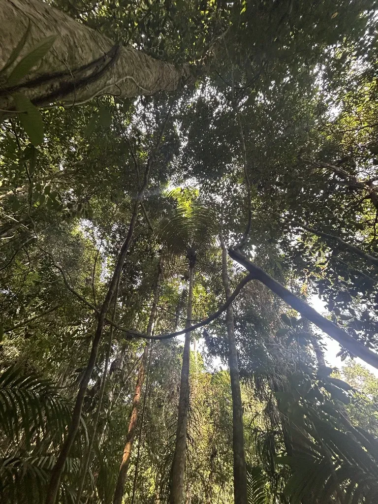 Mountain Nibong Palm