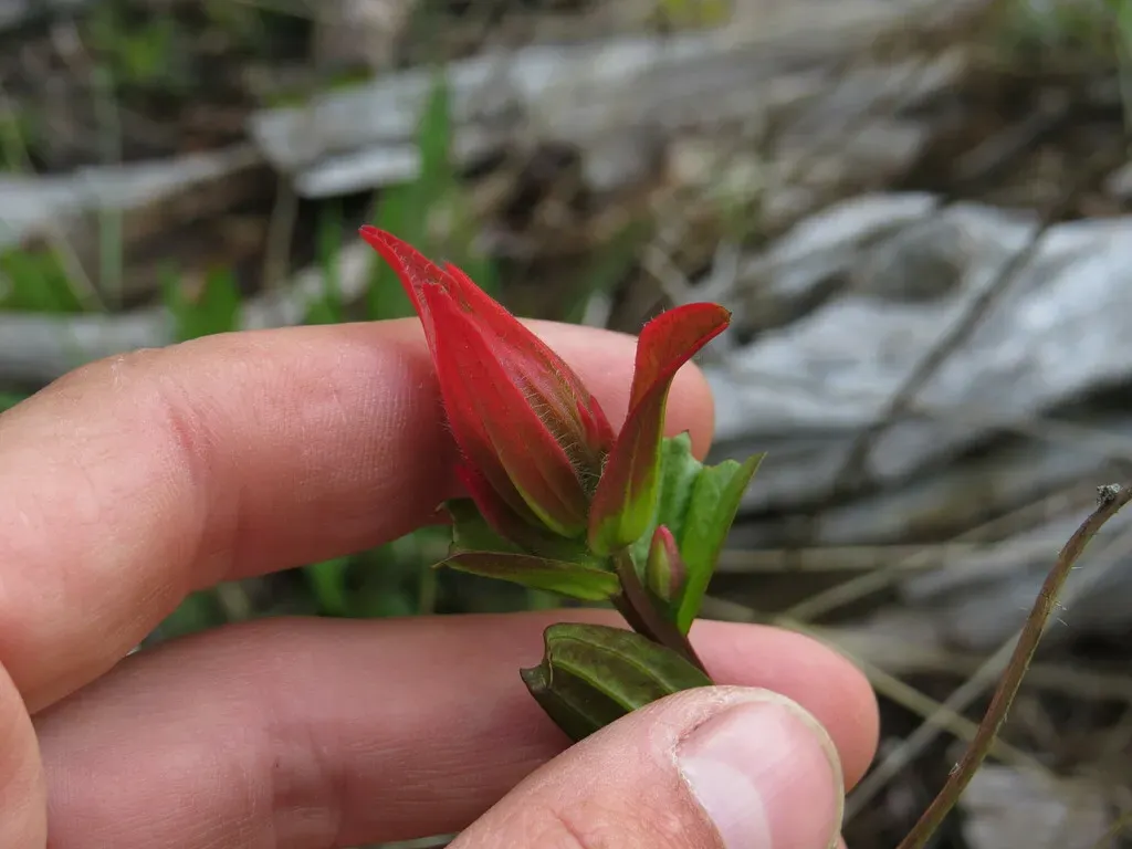 Giant Red Indian Paintbrush