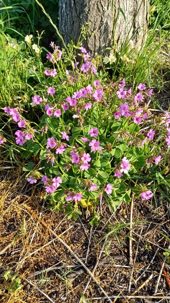 Oxalis Monticola
