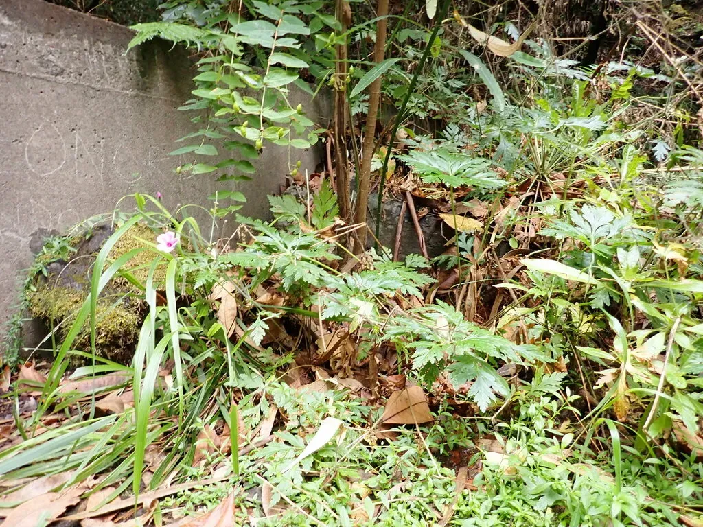 Canary Island Cranesbill