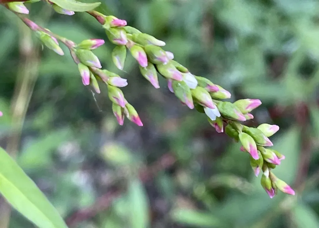 Tasteless Water-pepper