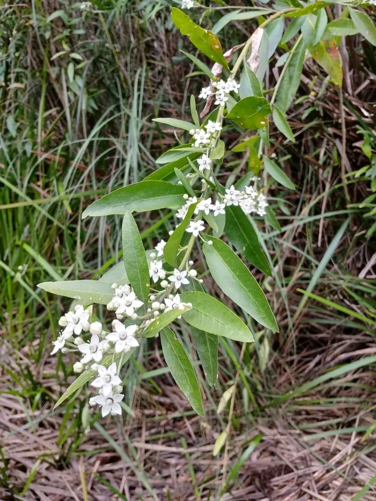 Rhadinothamnus Anceps
