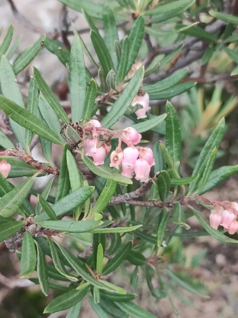 Comarostaphylis Polifolia
