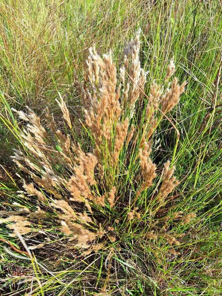 Restio Festuciformis