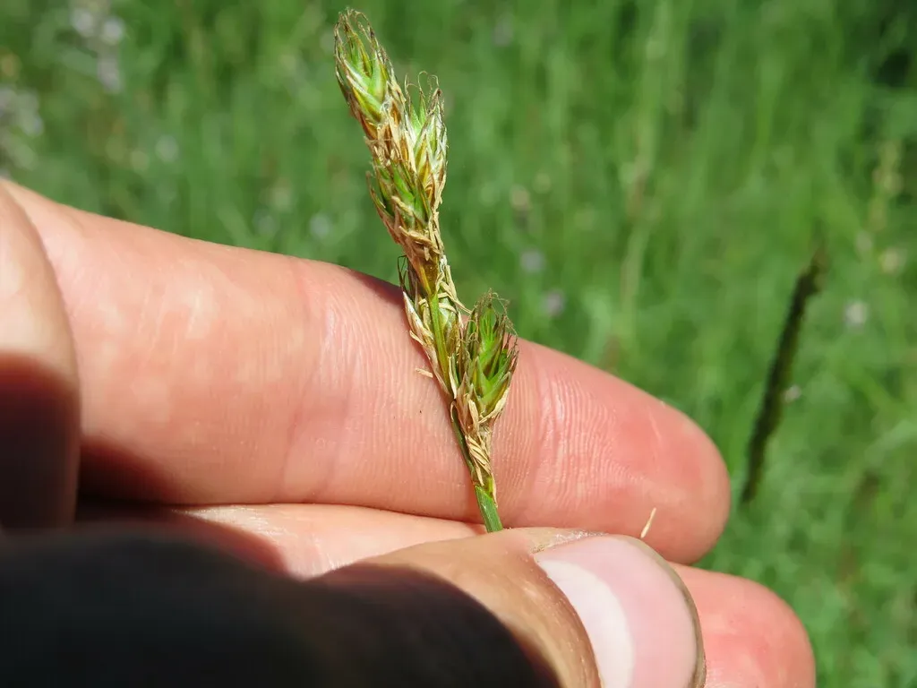Liddon's Sedge