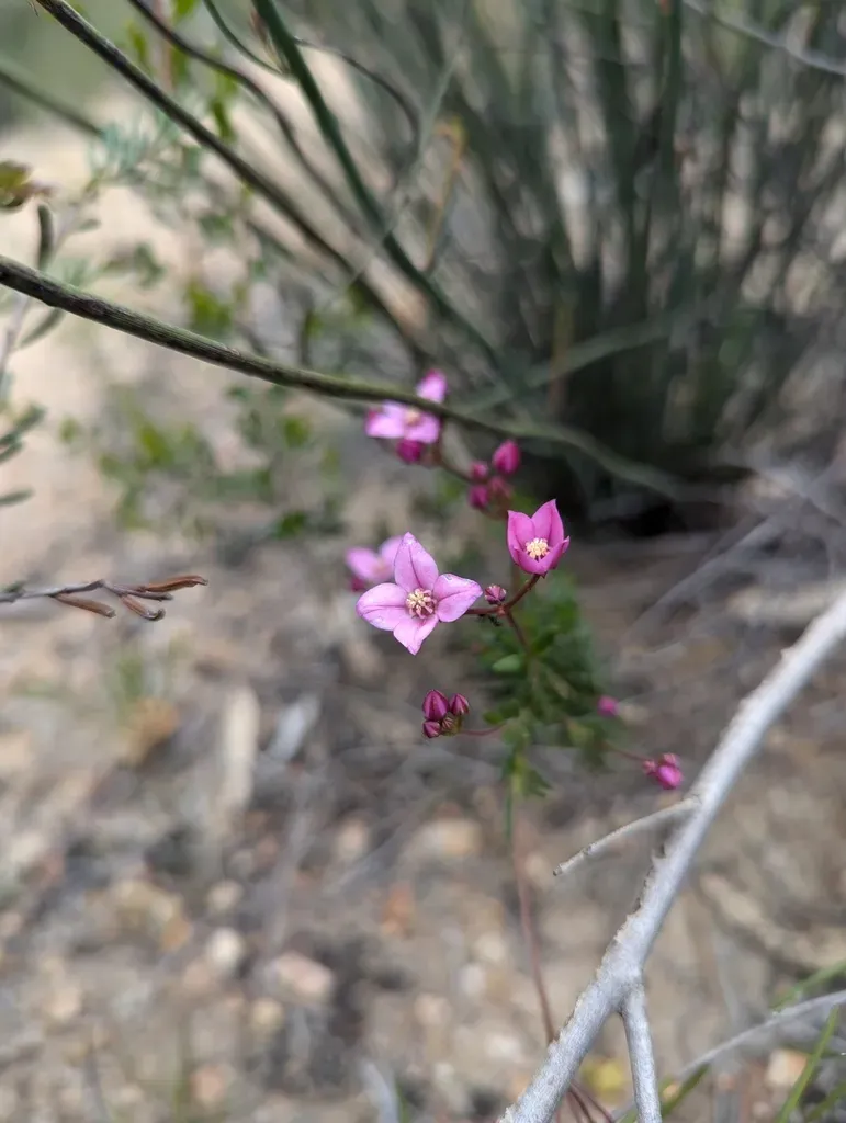 Boronia Scabra