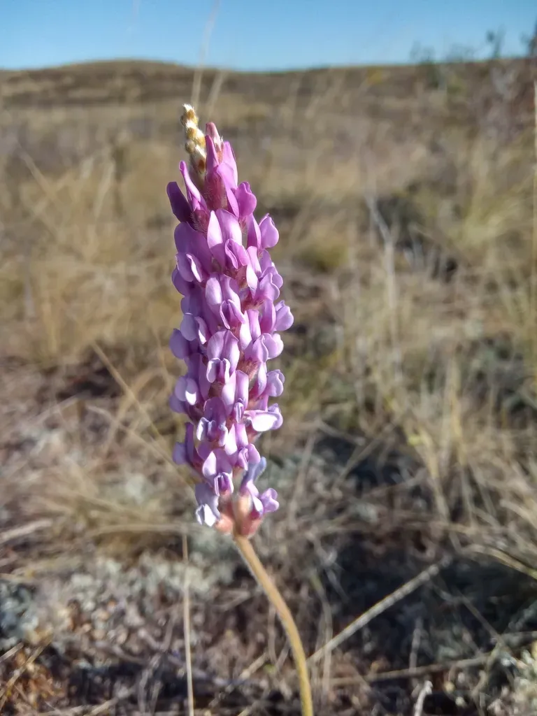 Oxytropis Spicata