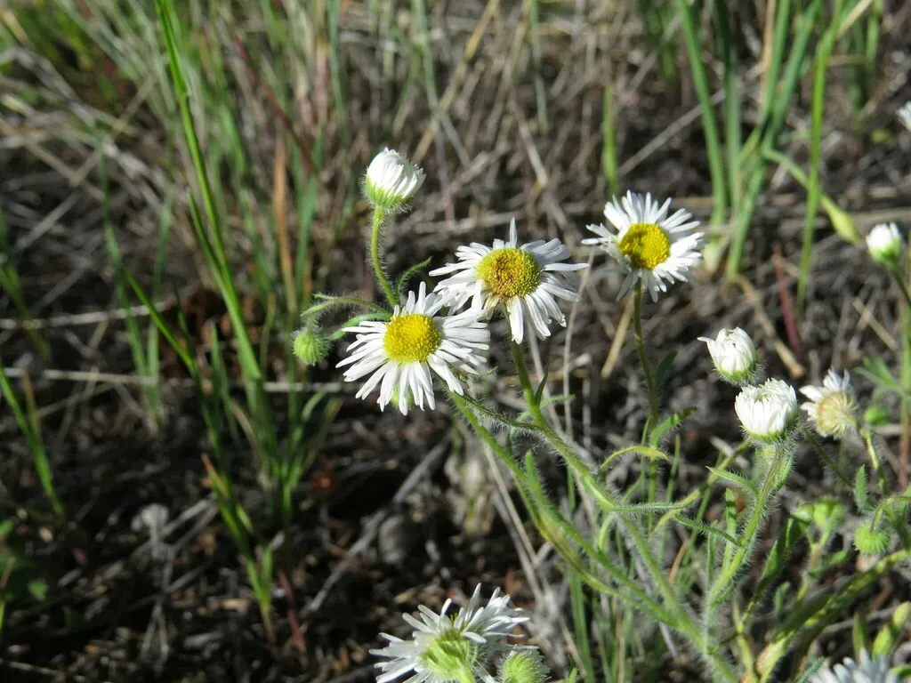 Shaggy Fleabane