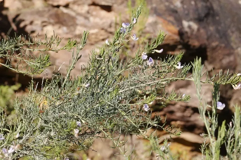 Swartberg Pass Fountainbush Hybrid Swarm
