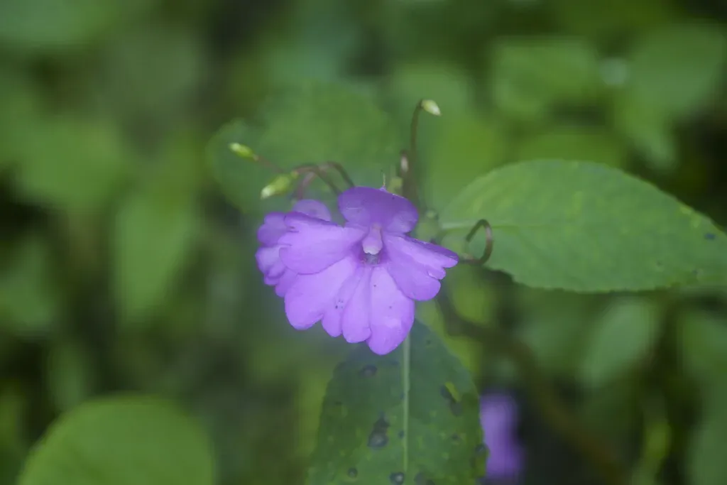 Handsome Flowered Balsam