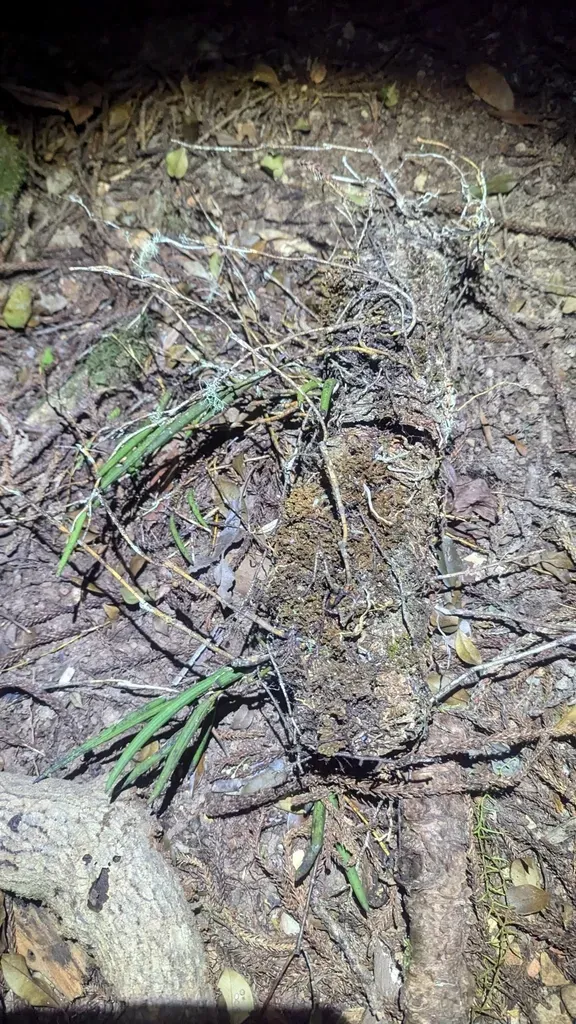 Common Pencil Orchid