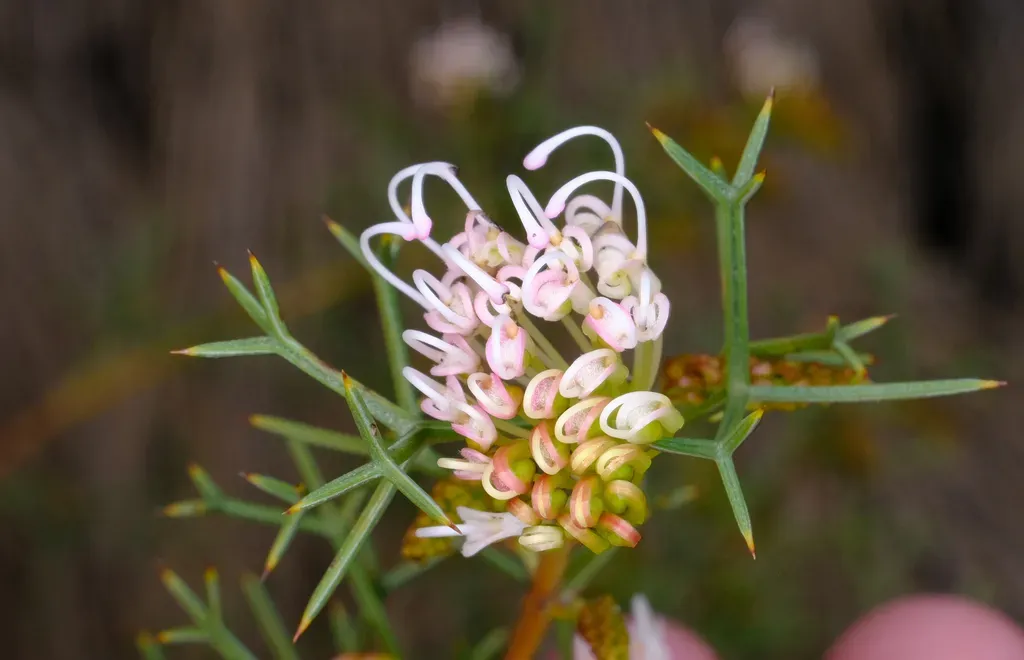 Grevillea Teretifolia