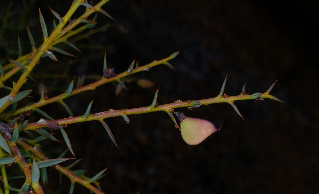 Daviesia Nudiflora