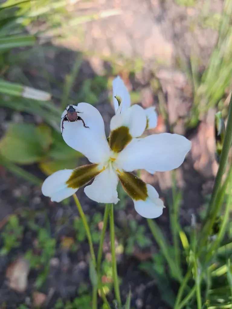 Aristea Teretifolia