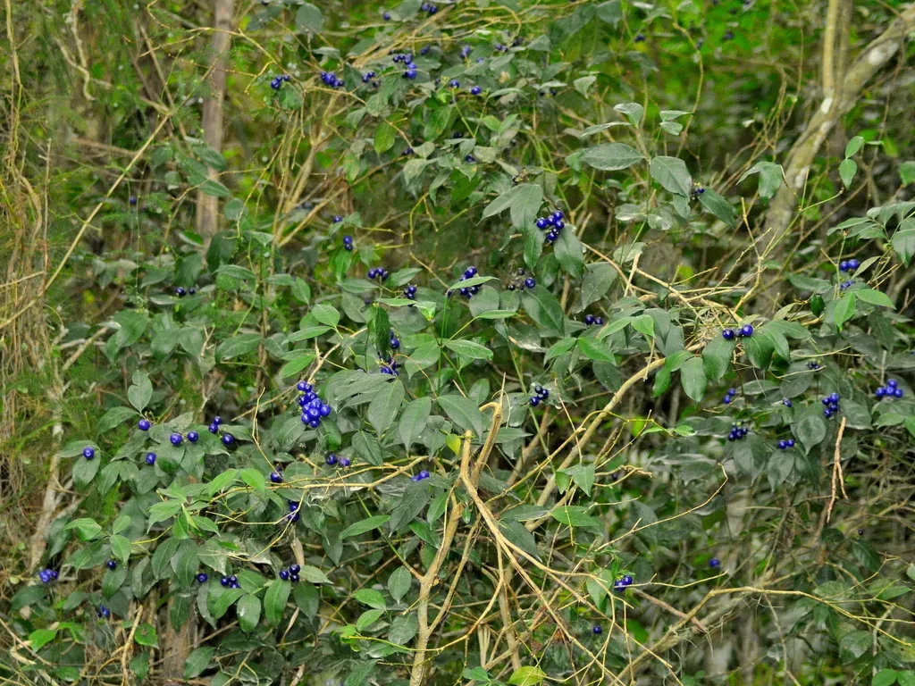 Psychotria Brachyceras