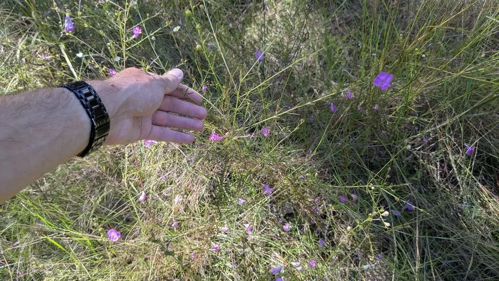 Coastal Plain False Foxglove