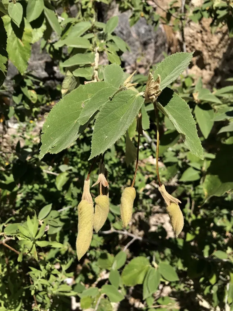 Helicteres Baruensis