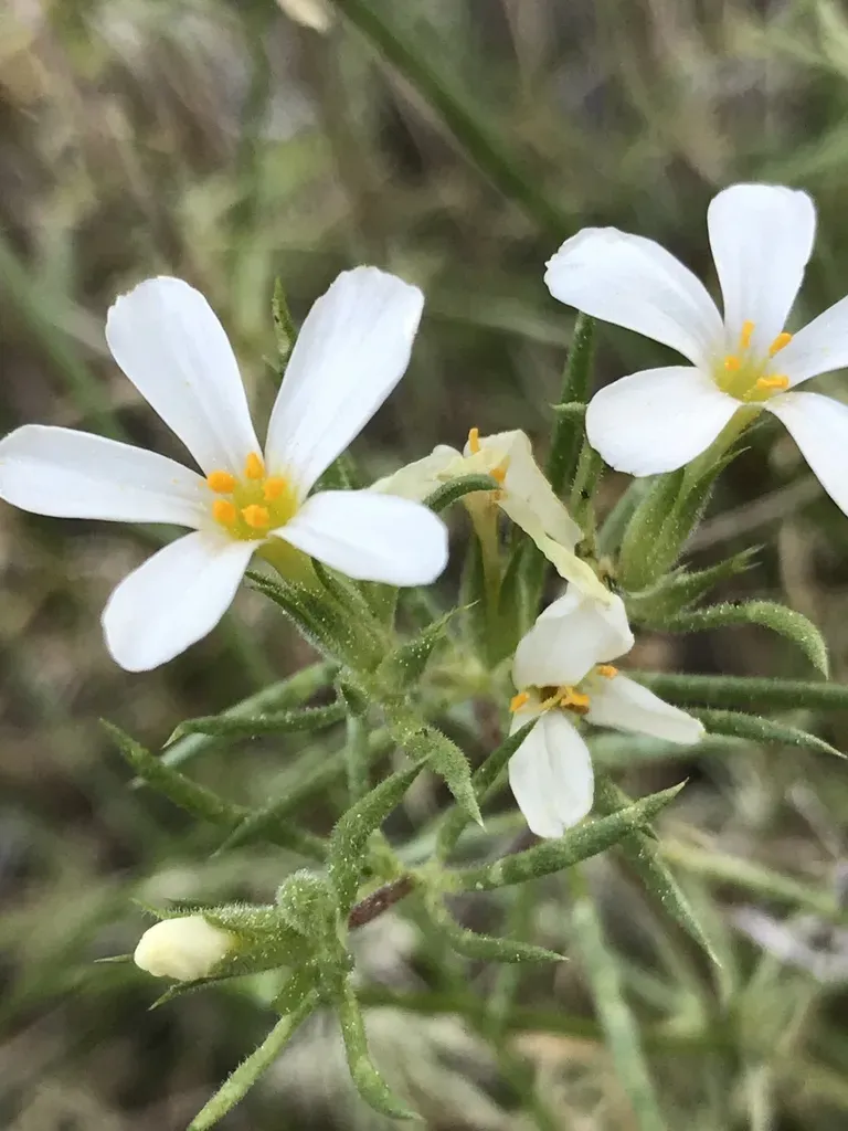 Sierra Linanthus