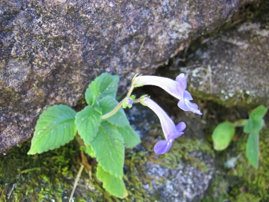 Streptocarpus Hilsenbergii
