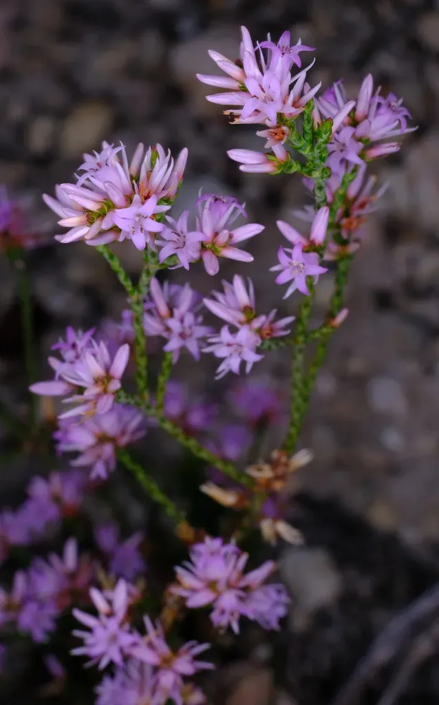 Andersonia Parvifolia
