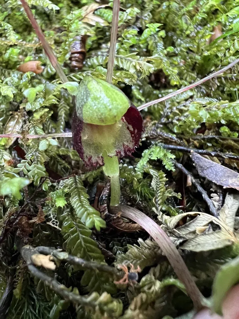 Corybas Trilobus
