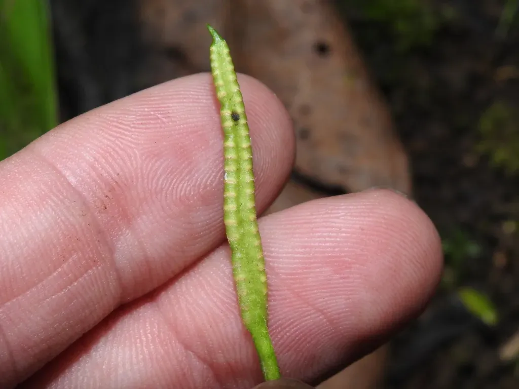 Stalked Adder's-tongue