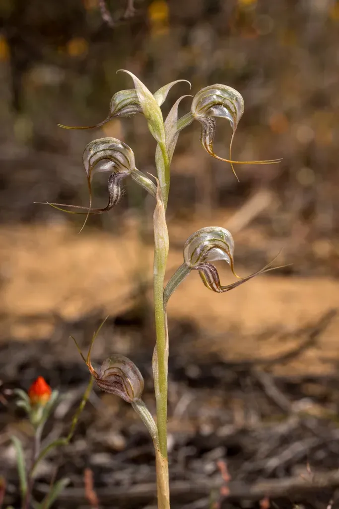 Pterostylis Spathulata