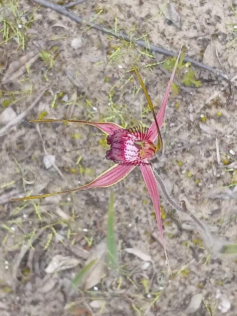 Broad-lipped Spider Orchid