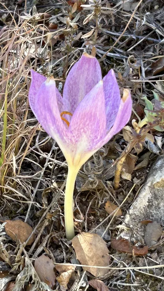 Colchicum Bivonae